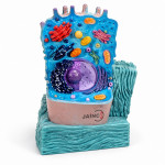 Animal Cell Model
